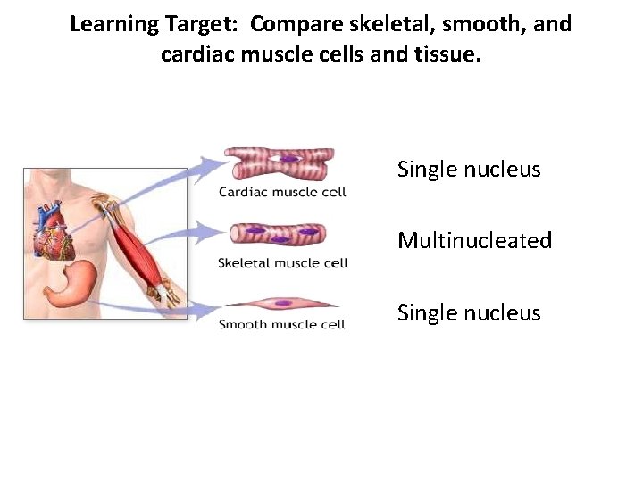 Learning Target: Compare skeletal, smooth, and cardiac muscle cells and tissue. Single nucleus Multinucleated