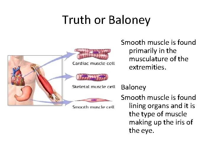 Truth or Baloney Smooth muscle is found primarily in the musculature of the extremities.