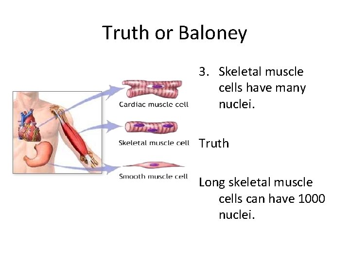 Truth or Baloney 3. Skeletal muscle cells have many nuclei. Truth Long skeletal muscle