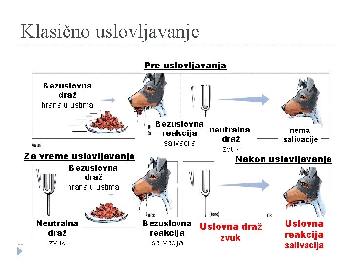 Klasično uslovljavanje Pre uslovljavanja Bezuslovna draž hrana u ustima Za vreme uslovljavanja Bezuslovna neutralna