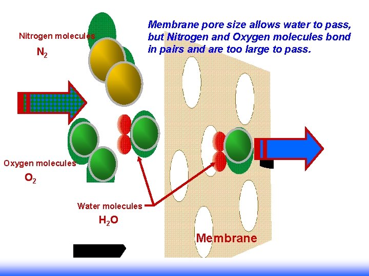 Membrane pore size allows water to pass, but Nitrogen and Oxygen molecules bond in