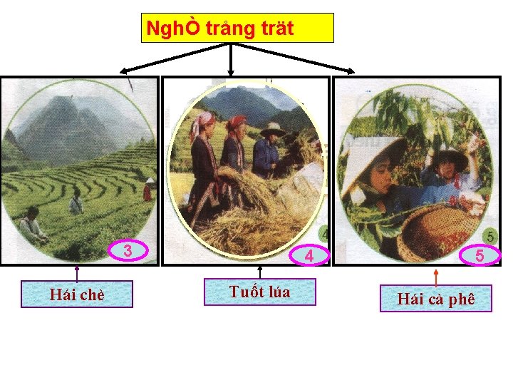 NghÒ trång trät 3 Hái chè 5 4 Tuèt lúa luùa Tuốt Hái cà