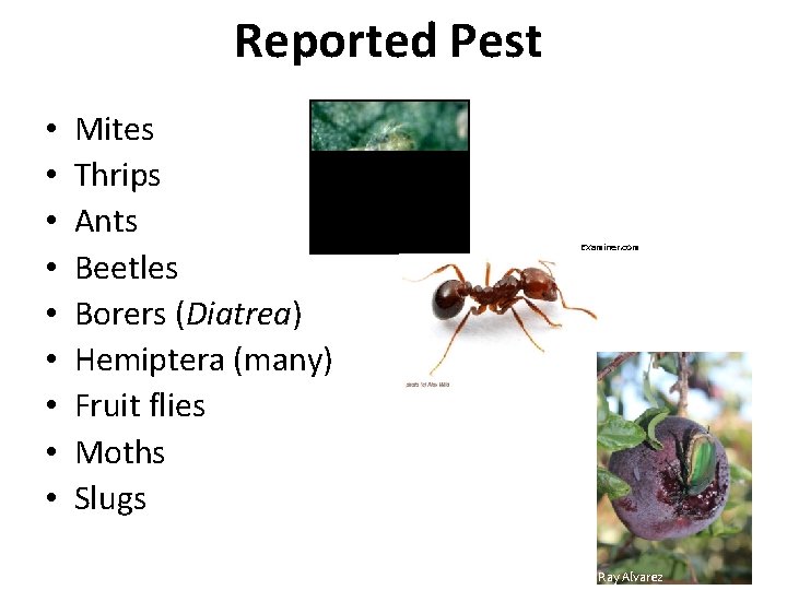 Reported Pest • • • Mites Thrips Ants Beetles Borers (Diatrea) Hemiptera (many) Fruit