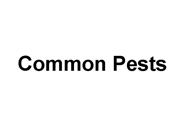 Common Pests 