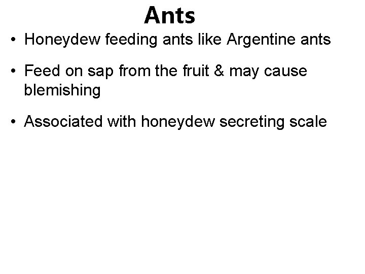 Ants • Honeydew feeding ants like Argentine ants • Feed on sap from the