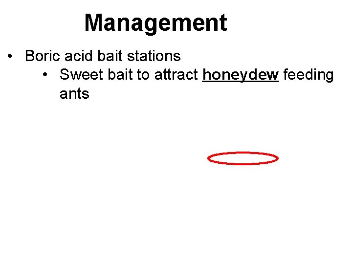 Management • Boric acid bait stations • Sweet bait to attract honeydew feeding ants