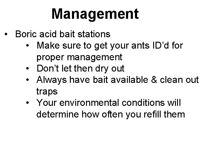 Management • Boric acid bait stations • Make sure to get your ants ID’d