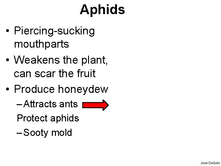 Aphids • Piercing-sucking mouthparts • Weakens the plant, can scar the fruit • Produce