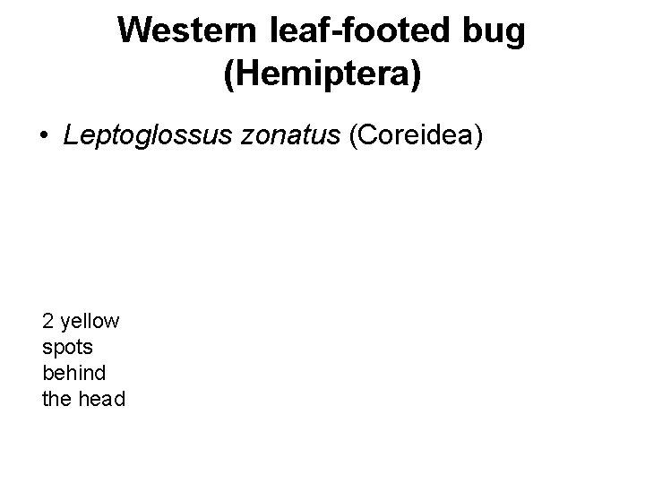 Western leaf-footed bug (Hemiptera) • Leptoglossus zonatus (Coreidea) 2 yellow spots behind the head