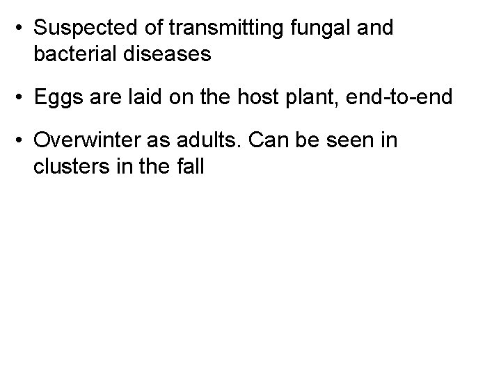  • Suspected of transmitting fungal and bacterial diseases • Eggs are laid on