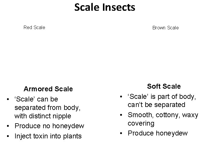 Scale Insects Red Scale Brown Scale Armored Scale • ‘Scale’ can be separated from