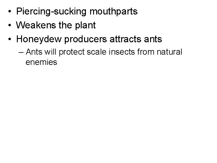  • Piercing-sucking mouthparts • Weakens the plant • Honeydew producers attracts ants –