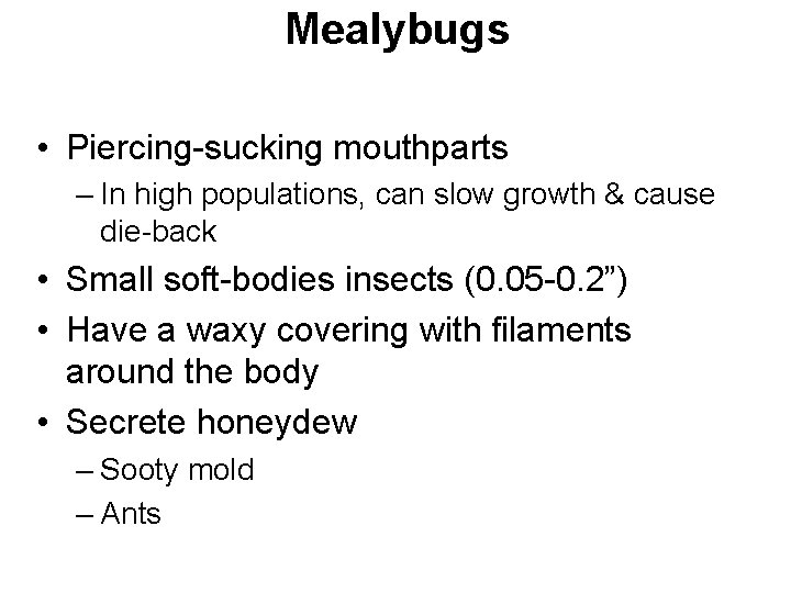 Mealybugs • Piercing-sucking mouthparts – In high populations, can slow growth & cause die-back