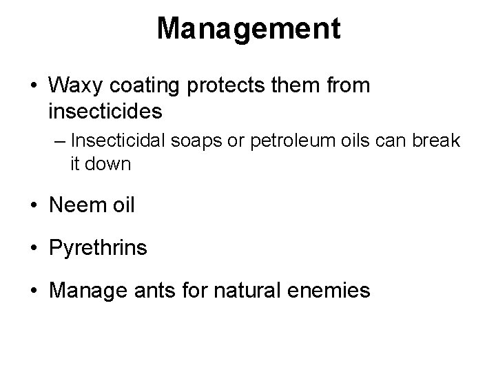 Management • Waxy coating protects them from insecticides – Insecticidal soaps or petroleum oils