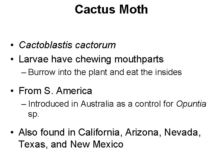 Cactus Moth • Cactoblastis cactorum • Larvae have chewing mouthparts – Burrow into the