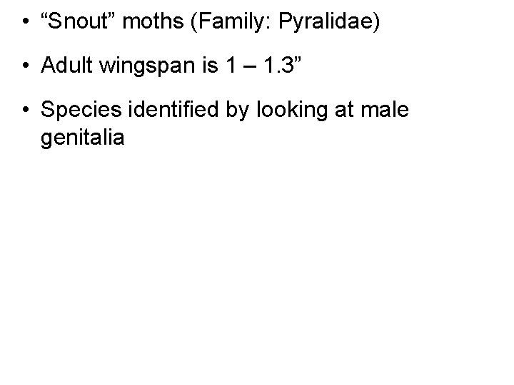  • “Snout” moths (Family: Pyralidae) • Adult wingspan is 1 – 1. 3”