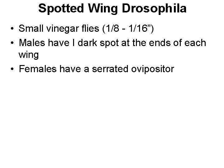 Spotted Wing Drosophila • Small vinegar flies (1/8 - 1/16”) • Males have I