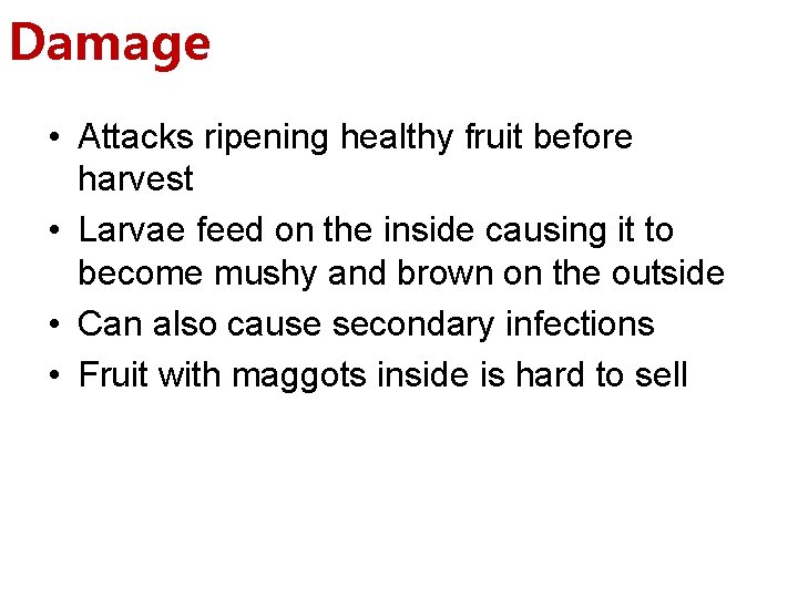 Damage • Attacks ripening healthy fruit before harvest • Larvae feed on the inside