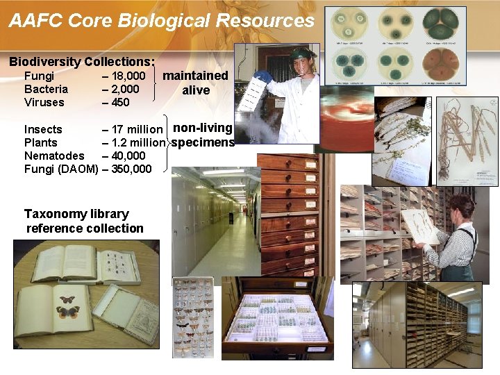 AAFC Core Biological Resources Biodiversity Collections: Fungi Bacteria Viruses – 18, 000 – 2,