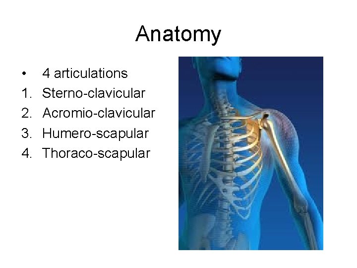 Anatomy • 1. 2. 3. 4. 4 articulations Sterno-clavicular Acromio-clavicular Humero-scapular Thoraco-scapular 