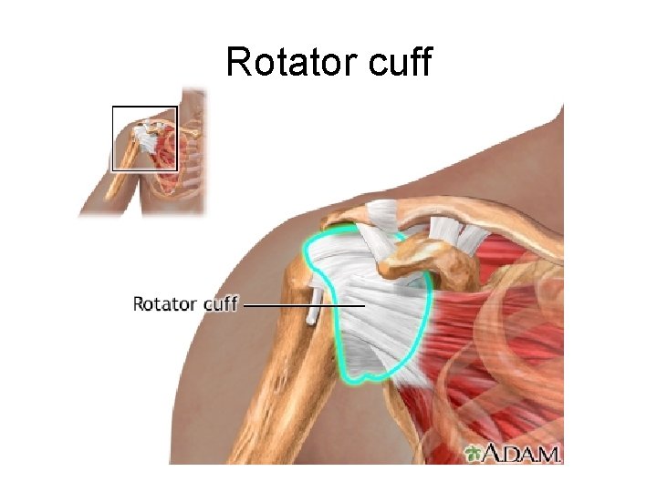 Rotator cuff 