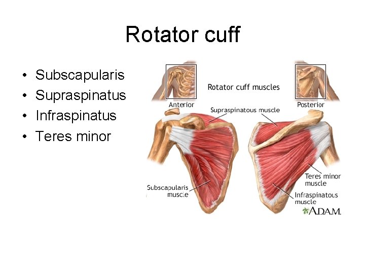 Rotator cuff • • Subscapularis Supraspinatus Infraspinatus Teres minor 