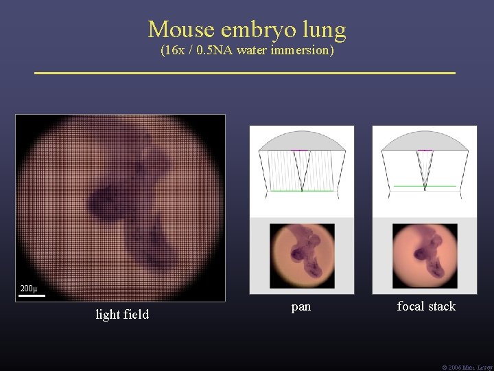 Mouse embryo lung (16 x / 0. 5 NA water immersion) 200μ light field Mouse embryo lung (16 x / 0. 5 NA water immersion) 200μ light field