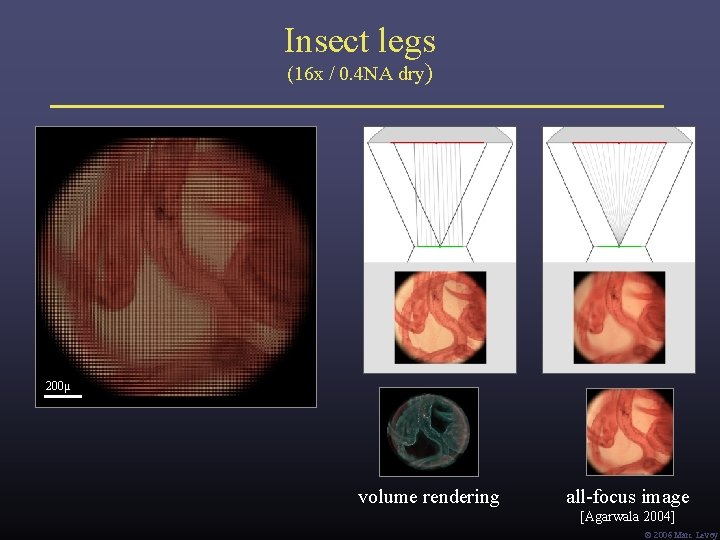 Insect legs (16 x / 0. 4 NA dry) 200μ volume rendering all-focus image Insect legs (16 x / 0. 4 NA dry) 200μ volume rendering all-focus image