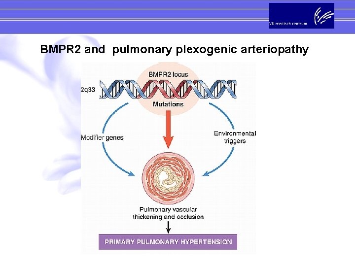 BMPR 2 and pulmonary plexogenic arteriopathy 