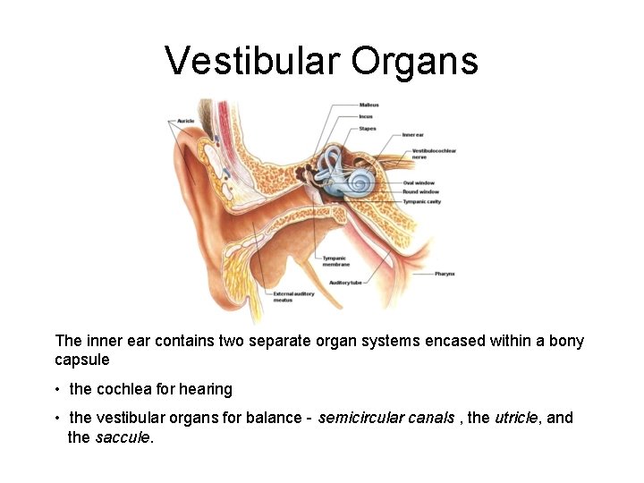 Vestibular Organs The inner ear contains two separate organ systems encased within a bony Vestibular Organs The inner ear contains two separate organ systems encased within a bony