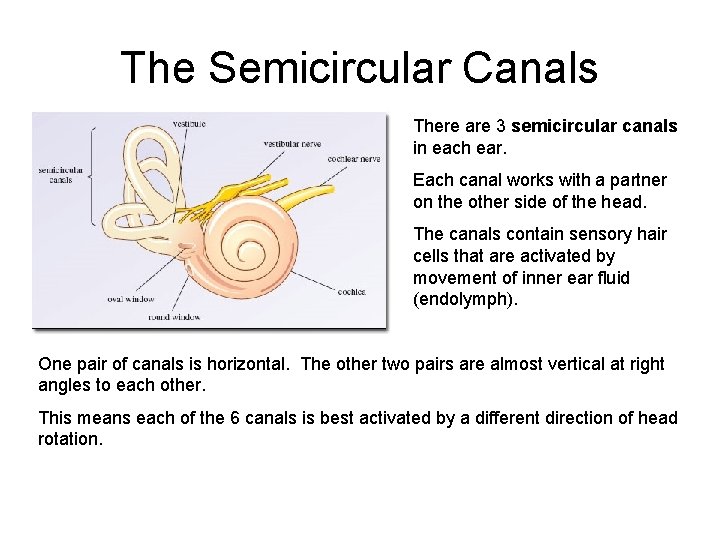 The Semicircular Canals There are 3 semicircular canals in each ear. Each canal works The Semicircular Canals There are 3 semicircular canals in each ear. Each canal works