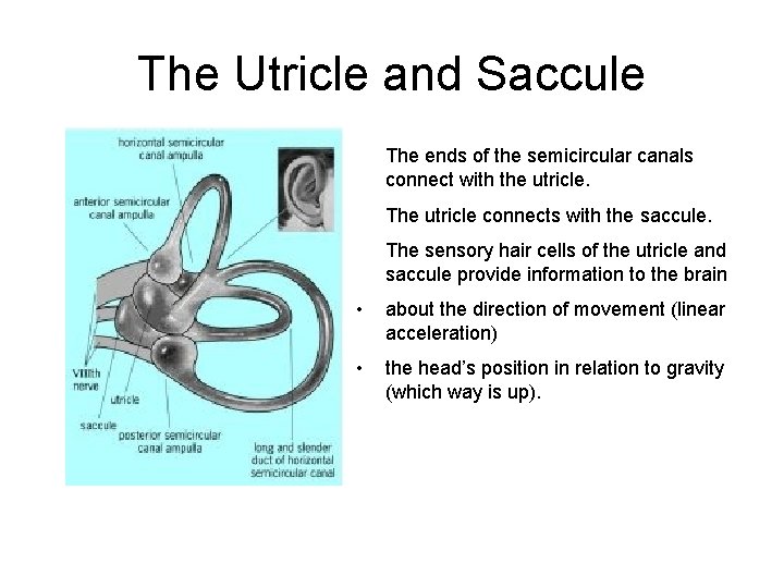 The Utricle and Saccule The ends of the semicircular canals connect with the utricle. The Utricle and Saccule The ends of the semicircular canals connect with the utricle.