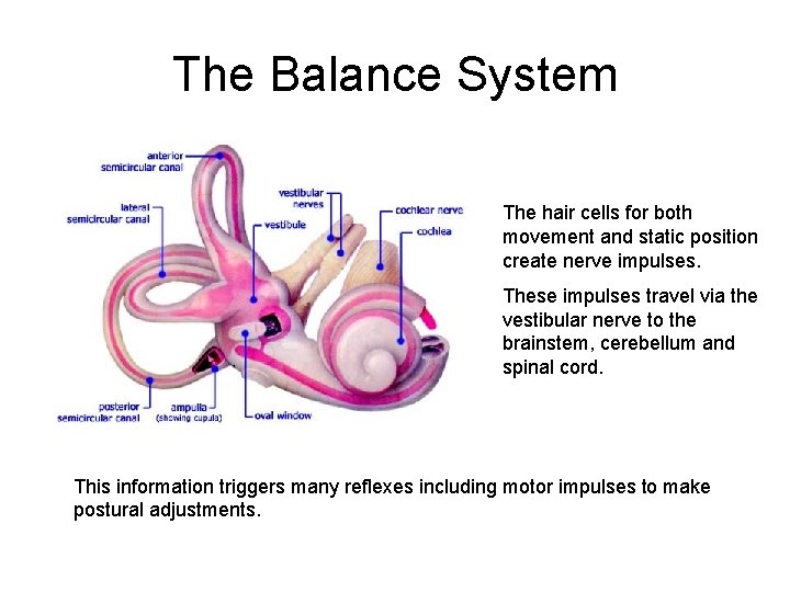The Balance System The hair cells for both movement and static position create nerve The Balance System The hair cells for both movement and static position create nerve