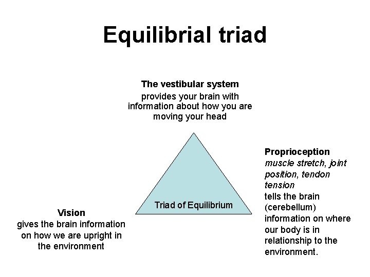 Equilibrial triad The vestibular system provides your brain with information about how you are Equilibrial triad The vestibular system provides your brain with information about how you are