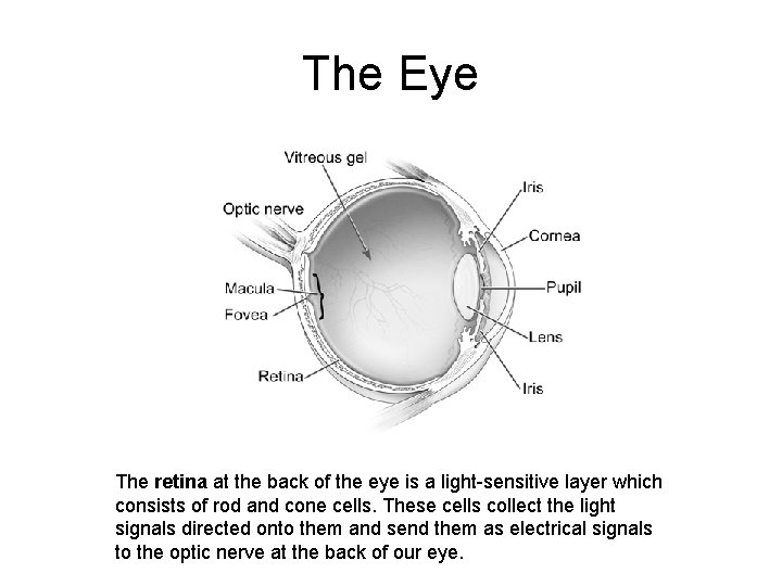The Eye The retina at the back of the eye is a light-sensitive layer The Eye The retina at the back of the eye is a light-sensitive layer