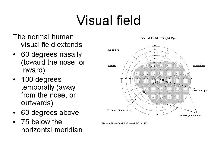 Visual field The normal human visual field extends • 60 degrees nasally (toward the Visual field The normal human visual field extends • 60 degrees nasally (toward the