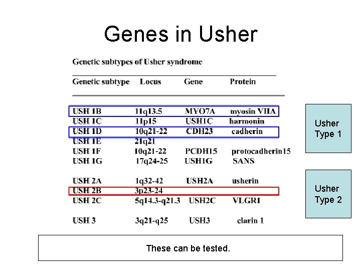 Genes in Usher Type 1 Usher Type 2 These can be tested. Genes in Usher Type 1 Usher Type 2 These can be tested.