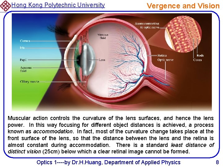 Hong Kong Polytechnic University Vergence and Vision Muscular action controls the curvature of the