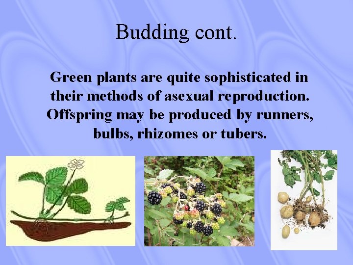 Budding cont. Green plants are quite sophisticated in their methods of asexual reproduction. Offspring