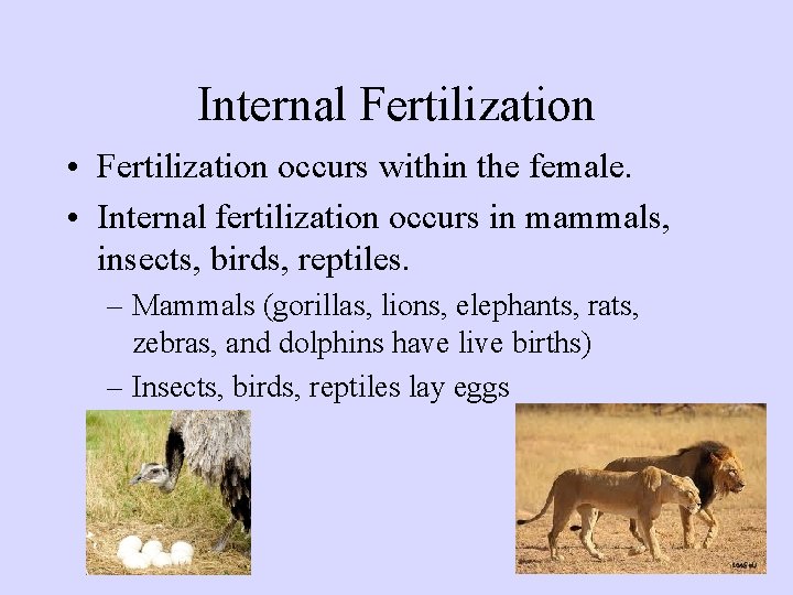 Internal Fertilization • Fertilization occurs within the female. • Internal fertilization occurs in mammals,