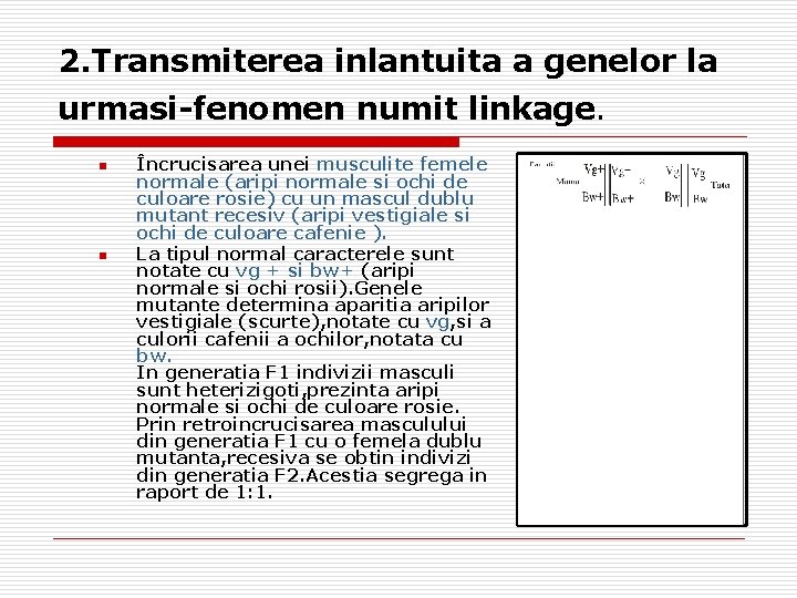 2. Transmiterea inlantuita a genelor la urmasi-fenomen numit linkage. n n Încrucisarea unei musculite