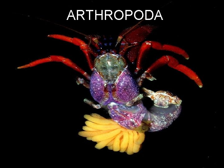 ARTHROPODA 
