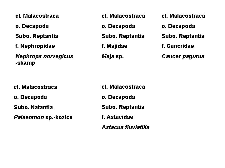 cl. Malacostraca o. Decapoda Subo. Reptantia f. Nephropidae f. Majidae f. Cancridae Nephrops norvegicus