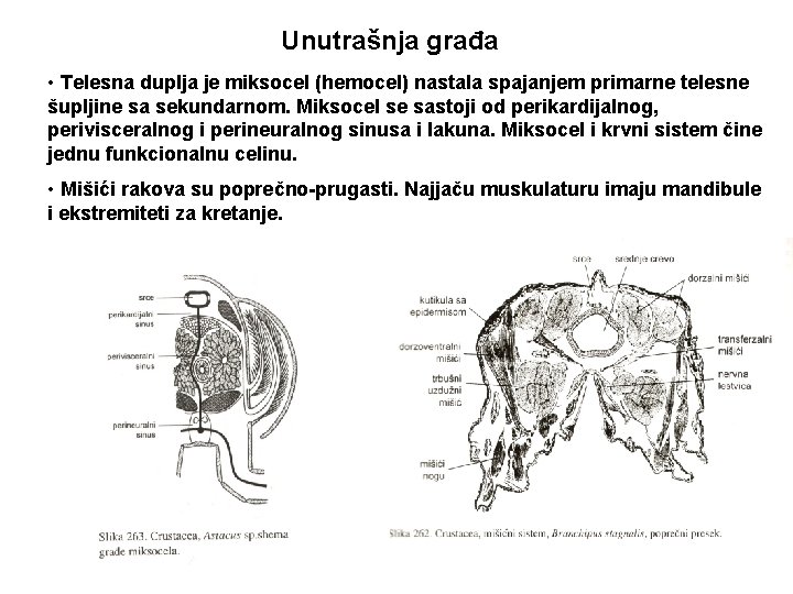 Unutrašnja građa • Telesna duplja je miksocel (hemocel) nastala spajanjem primarne telesne šupljine sa