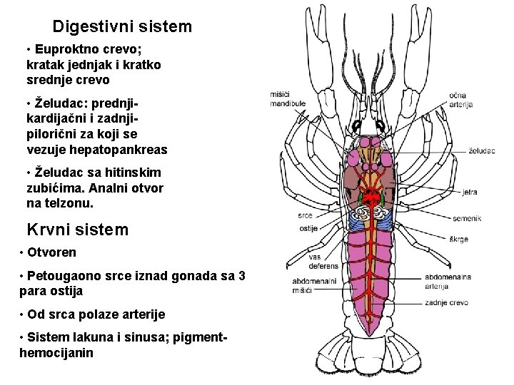 Digestivni sistem • Euproktno crevo; kratak jednjak i kratko srednje crevo • Želudac: prednjikardijačni