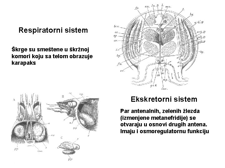 Respiratorni sistem Škrge su smeštene u škržnoj komori koju sa telom obrazuje karapaks Ekskretorni