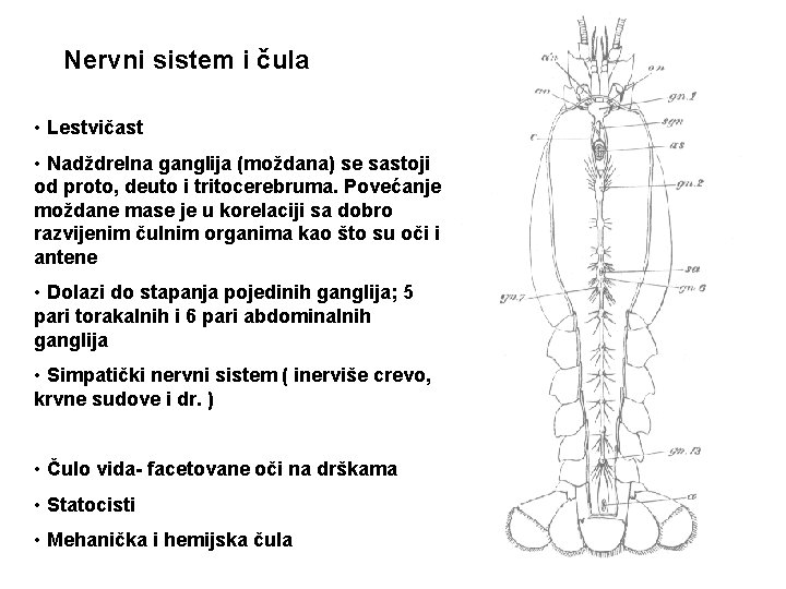 Nervni sistem i čula • Lestvičast • Nadždrelna ganglija (moždana) se sastoji od proto,