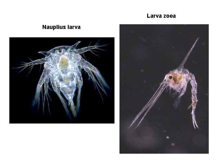 Larva zoea Nauplius larva 
