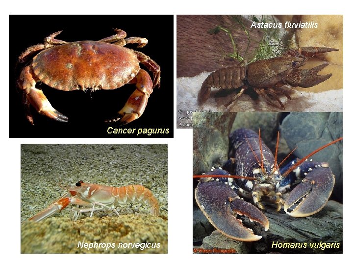 Astacus fluviatilis Cancer pagurus Nephrops norvegicus Homarus vulgaris 