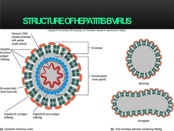 STRUCTUREOFHEPATITISBVIRUS 